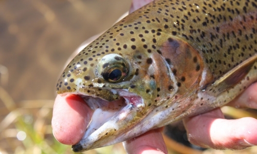 Fishing the Frying Pan River
