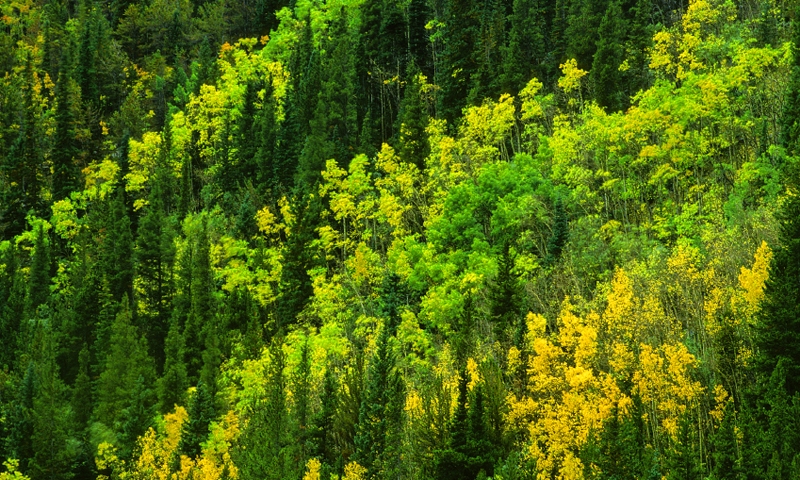 Aspens Changing in Arapho National Forest