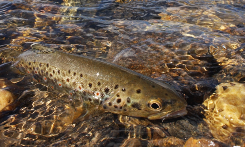 Fish Fishing Colorado