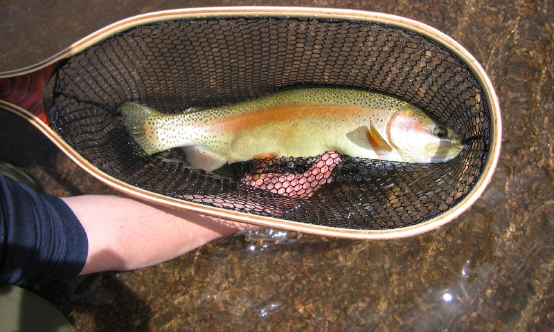 Trout from South Platte River
