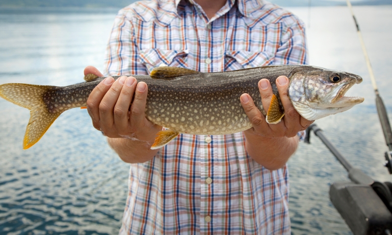 Jackson Lake Grand Teton National Park Fishing Fish