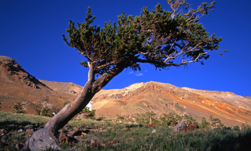 Arapaho National Forest