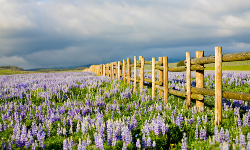 Fraser River Trail